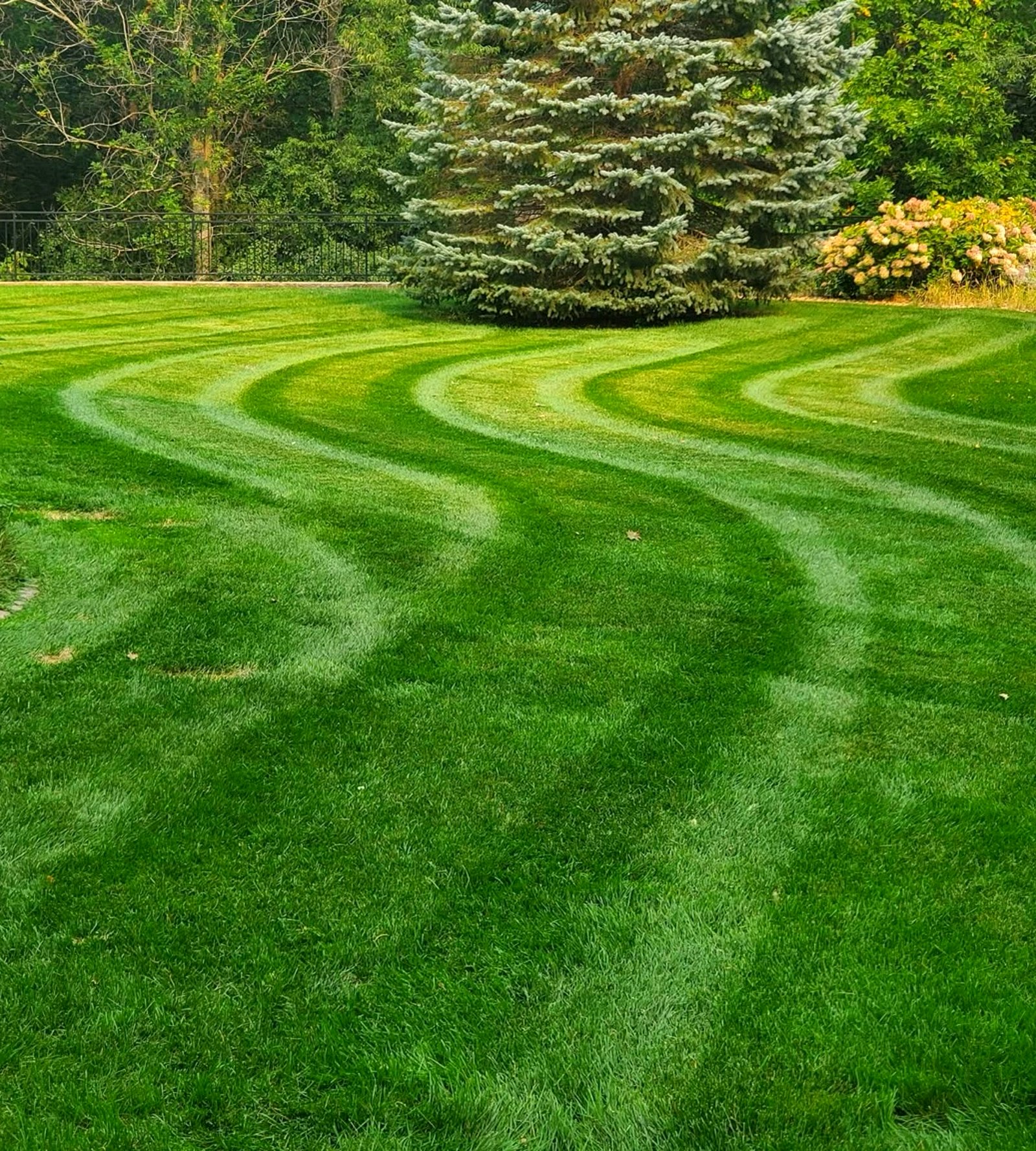 Striped lawn